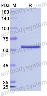 Recombinant Human CD158b2/KIR2DL3 Protein, N-GST