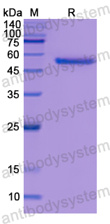 Recombinant Human CD158j/KIR2DS2 Protein, N-GST