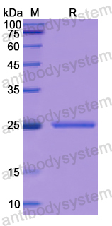 Recombinant Human CHRNA4 Protein, N-His