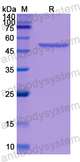 Recombinant Human PSMC4 Protein, N-His