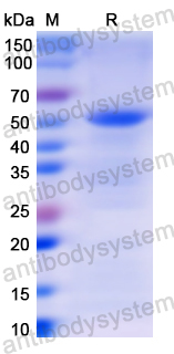 Recombinant Human MMP13 Protein, N-His