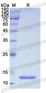 Recombinant Human ABCG1 Protein, N-His