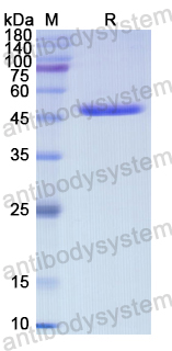 Recombinant Human PPIC Protein, N-GST