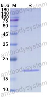 Recombinant Human NSF Protein, N-His