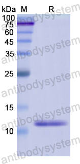 Recombinant Human SLCO1A2 Protein, N-His