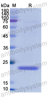 Recombinant Human PLA2G4A Protein, N-His