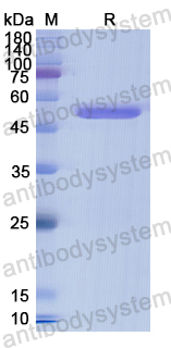 Recombinant Human GABRA2 Protein, N-GST