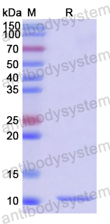 Recombinant Human XCL1/Lymphotactin Protein, N-GST