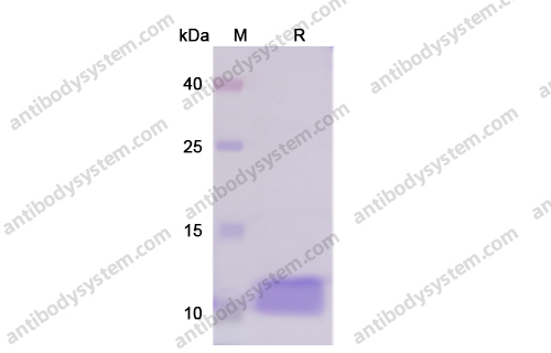 Recombinant Human CXCL12/SDF-1 Protein