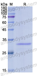 Recombinant Human CD295/LEPR Protein, N-His