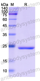 Recombinant Human RXRG Protein, N-His