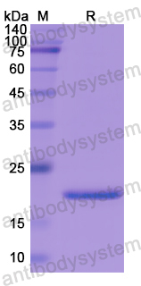 Recombinant Human LSS Protein, N-His