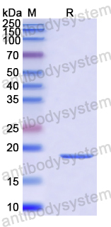 Recombinant Human PCP4 Protein, N-His-SUMO