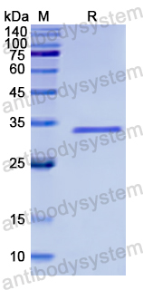 Recombinant Human SERPINB4 Protein, N-GST