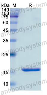 Recombinant Human SERPINB4 Protein, N-His