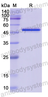 Recombinant Human IDH2 Protein, N-His