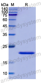 Recombinant Human PIK3CG Protein, N-His