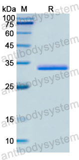 Recombinant Human PITPNB Protein, N-His