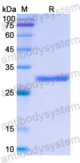 Recombinant Human PXN Protein, N-His