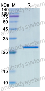 Recombinant Human AMPH Protein, N-His