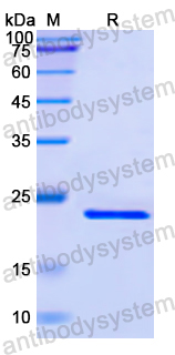 Recombinant Human CASP4 Protein, N-His