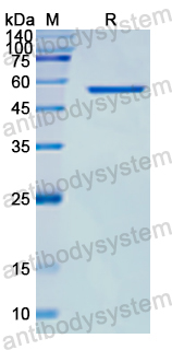 Recombinant Human STAR Protein, N-GST