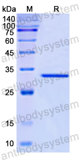 Recombinant Human CD183/CXCR3 Protein, N-GST