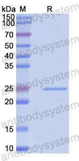 Recombinant Human PSMB2 Protein, N-His