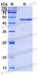 Recombinant Human THBS3 Protein, N-GST