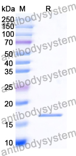 Recombinant Human PGF/PlGF/PLGF Protein, N-His