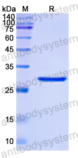 Recombinant Human Flt3 ligand/FLT3LG Protein, N-His-SUMO