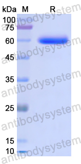 Recombinant Human GSK3A Protein, N-GST