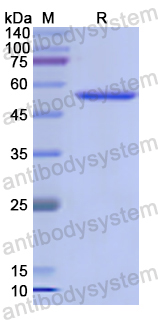 Recombinant Human KLK7 Protein, N-GST