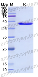 Recombinant Human MRE11 Protein, N-GST