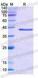 Recombinant Human SERPINB9 Protein, N-His