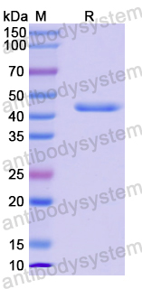 Recombinant Human MXI1 Protein, N-GST