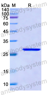 Recombinant Human CD239/BCAM Protein, N-His