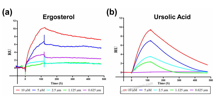 Surface Plasmon Resonance for Recombinant Human RORC/NR1F3/RORgT Protein, N-His ?>