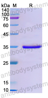 Recombinant Human CCL11/Eotaxin Protein, N-GST