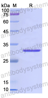 Recombinant Human CD195/CCR5 Protein, N-GST