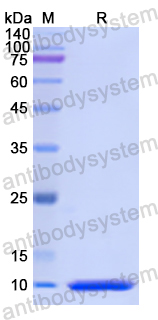 Recombinant Human CD198/CCR8 Protein, N-His