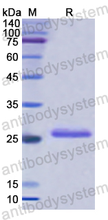 Recombinant Human CD298/ATP1B3 Protein, N-His