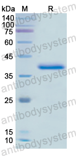 Recombinant Human PDE1A Protein, N-His