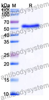 Recombinant Human PLTP Protein, N-His