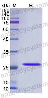 Recombinant Human FGF8 Protein, N-His