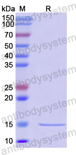 Recombinant Human GDF10/BMP-3B Protein, N-His