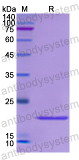 Recombinant Human CDKN2D Protein, N-His