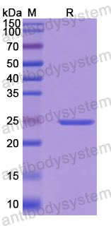 Recombinant Human CDH6/Cadherin-6 Protein, N-His