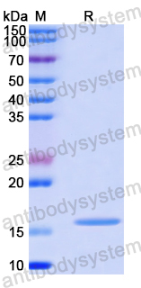 Recombinant Human SNU13 Protein, N-His