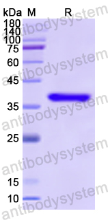 Recombinant Human CCL23/MIP-3/MPIF-1 Protein, N-GST